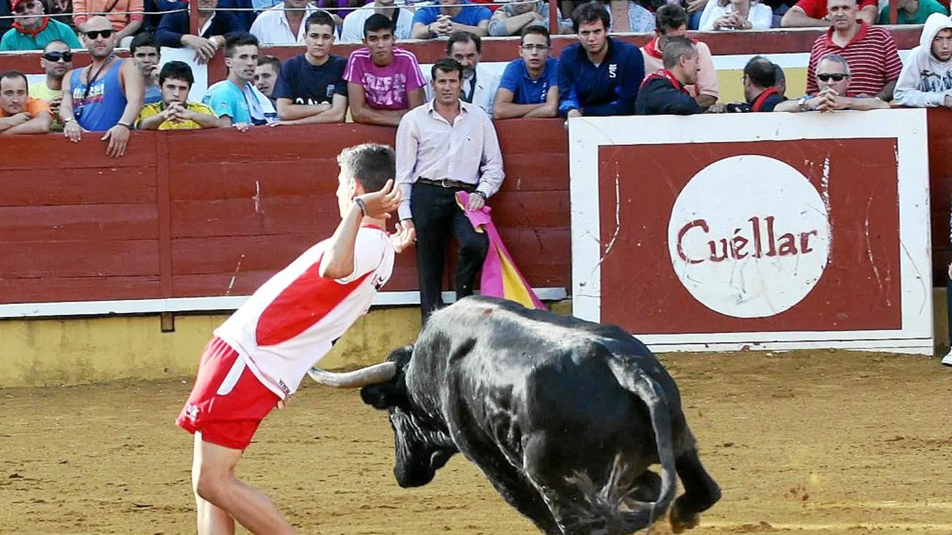 Un mozo corta a un novillo durante las pasadas fiestas patronales de la localidad segoviana de Cuéllar