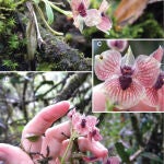 La nueva especie de orquídea, diabolicus Telipogon