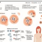 Descubierta una proteína que ayuda a las células tumorales del cáncer de mama a sobrevivir