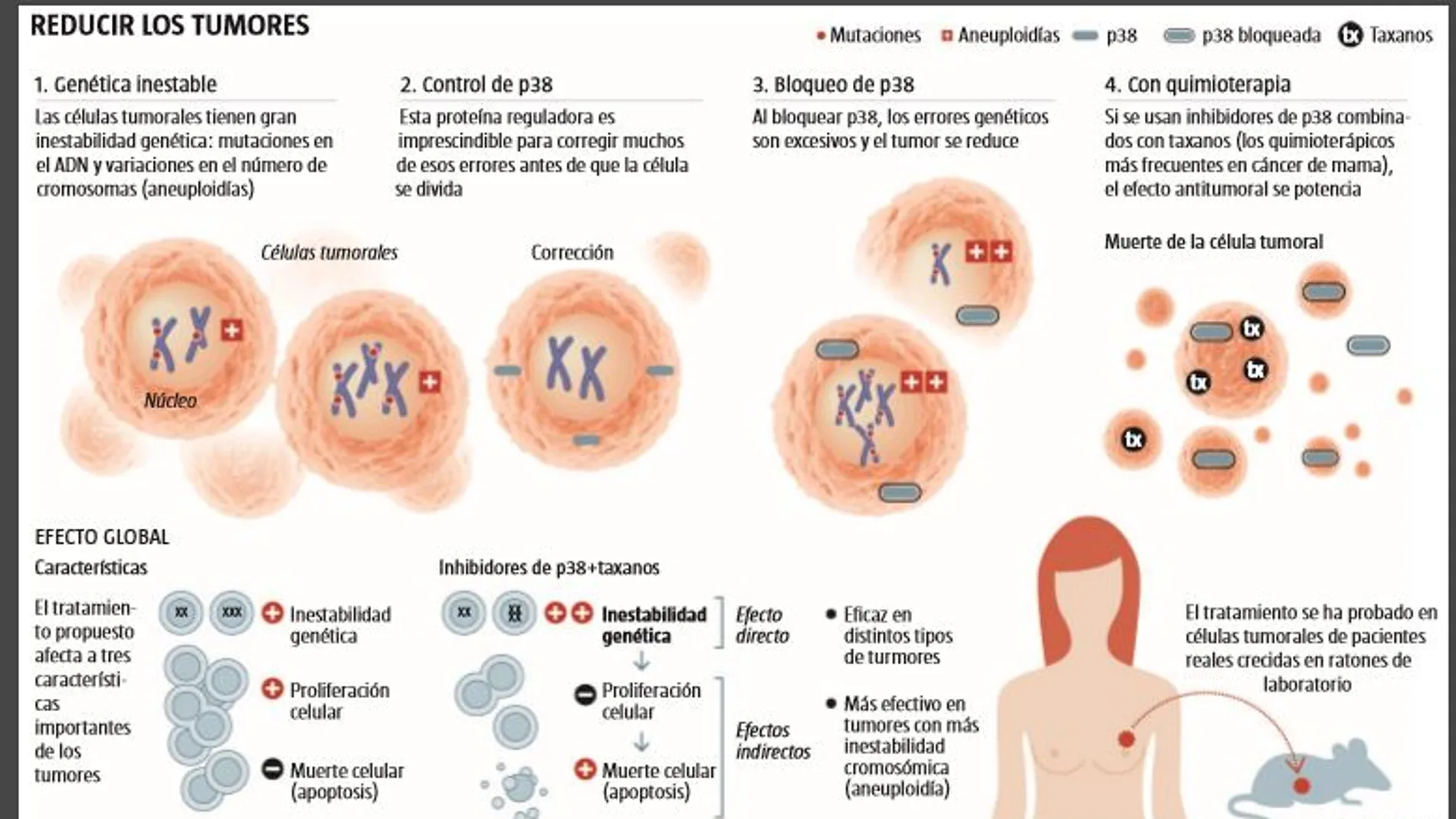 Descubierta una proteína que ayuda a las células tumorales del cáncer de mama a sobrevivir