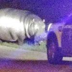 El hipopótamo pasea por La Garrovilla (Badajoz) en presencia de la Guardia Civil