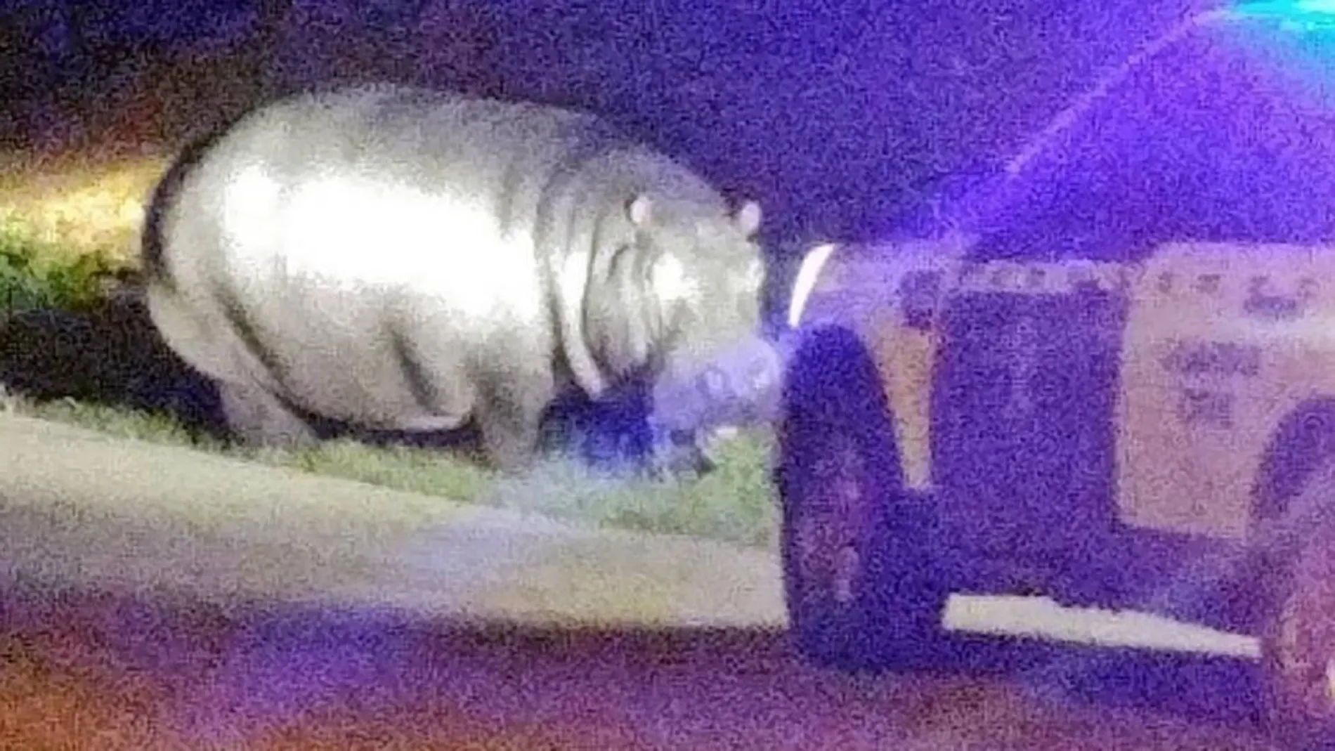 El hipopótamo pasea por La Garrovilla (Badajoz) en presencia de la Guardia Civil