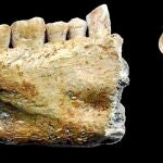 La mayoría de las mandíbulas descubiertas mostraban rasgos de decandencia dental e infección