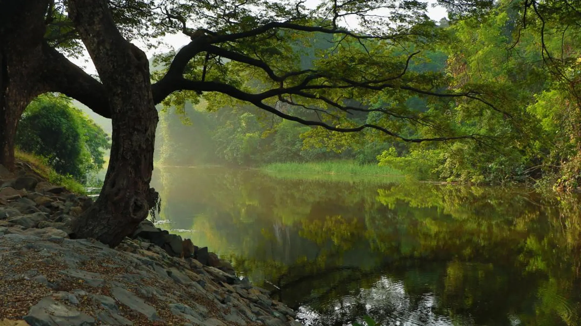 «Planta un árbol» es un libro homenaje a los árboles y a todo lo que nos regalan,