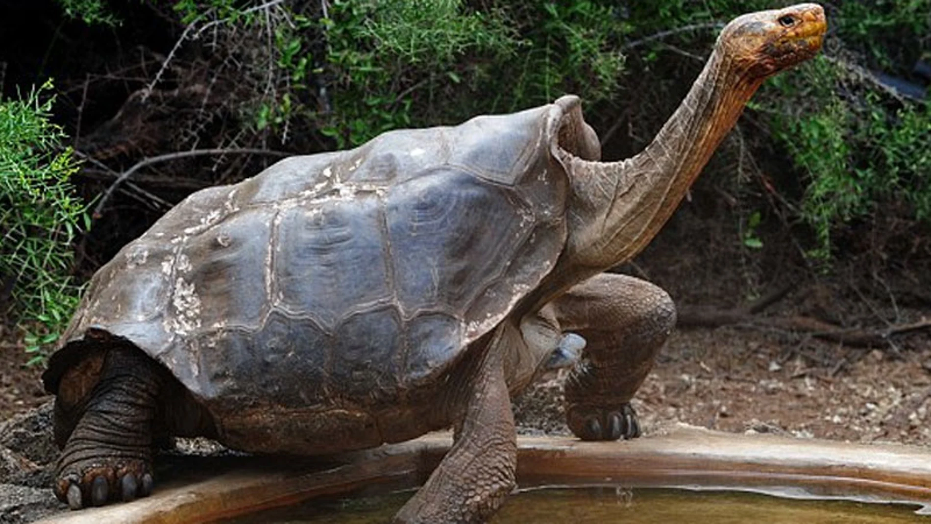 Diego, la tortuga «semental» que ha tenido 800 crías y ha salvado su especie