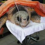 Tenerife, el spa de las tortugas