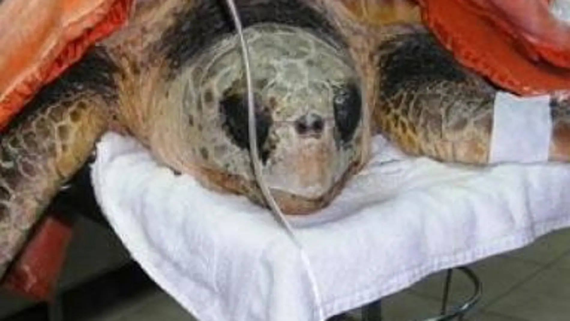 Tenerife, el spa de las tortugas