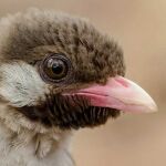 Un ejemplar de pájaro «indicator»