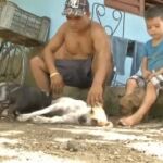 Linda dando de mamar a los cerditos