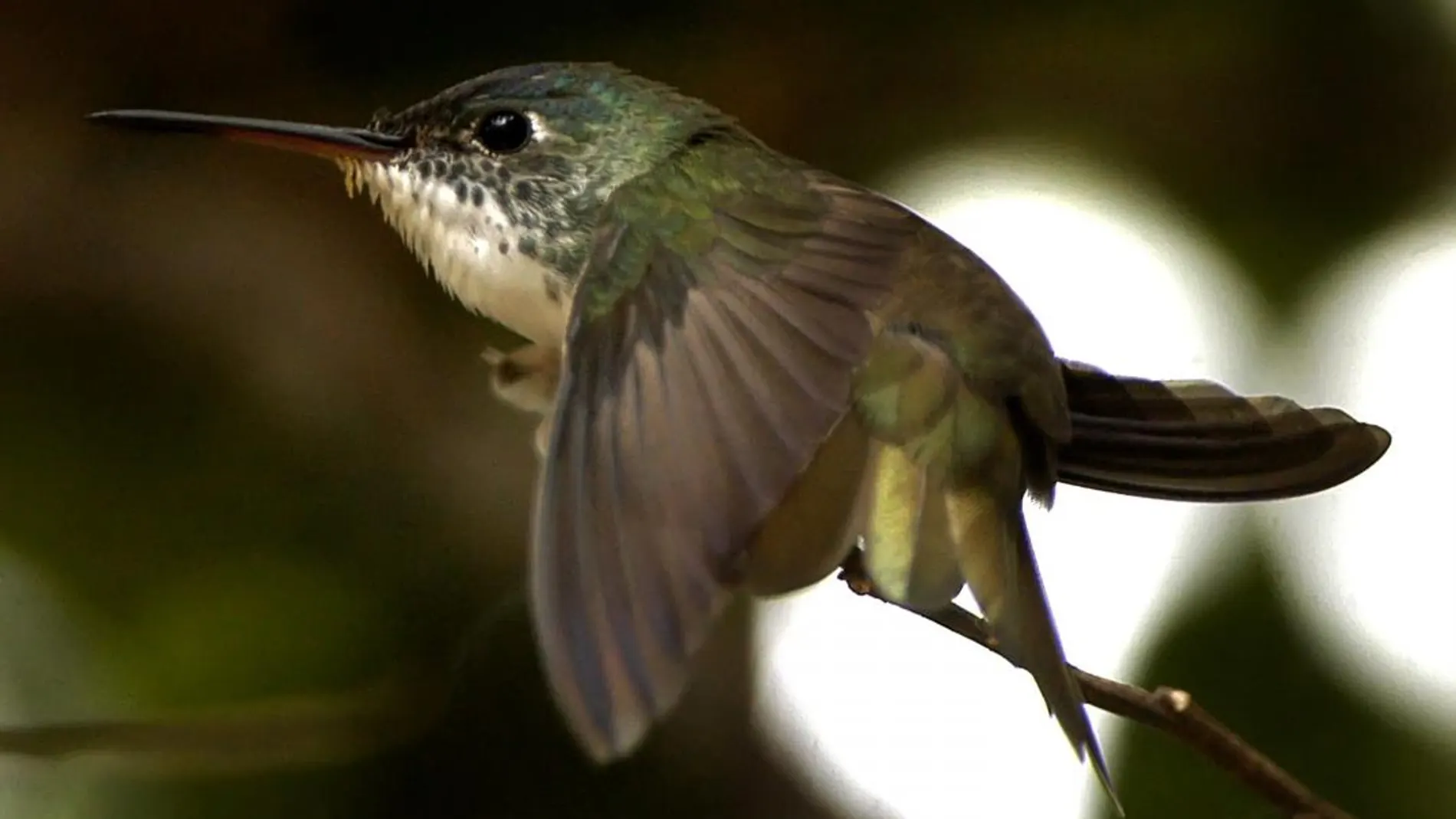 Un colibrí, en una imagen tomada en Ciudad de Guatemala