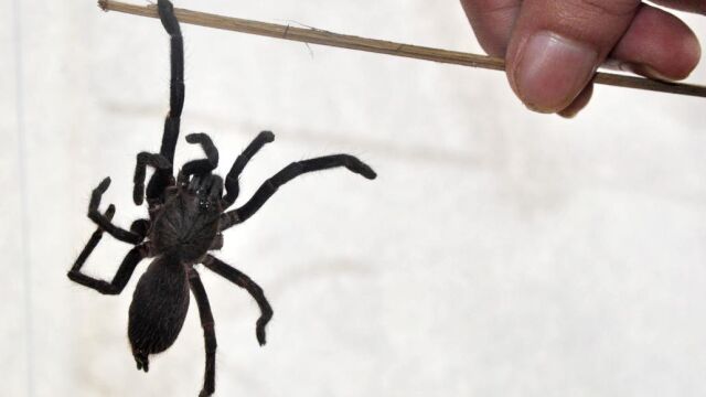 El miedo a las arañas es una de las fobias más comunes