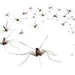 La proliferación de mosquitos preocupa a los científicos / Dreamstime