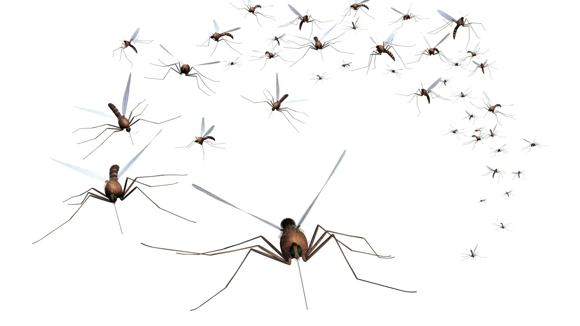 La proliferación de mosquitos preocupa a los científicos / Dreamstime