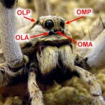 Disposición de los 4 pares de ojos en el cefalotórax de la araña Lycosa tarantula.