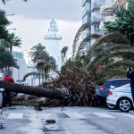 Palmera caída sobre tres vehículos en el Paseo Marítimo Ciudad de Melilla de la ciudad de Málaga/Efe