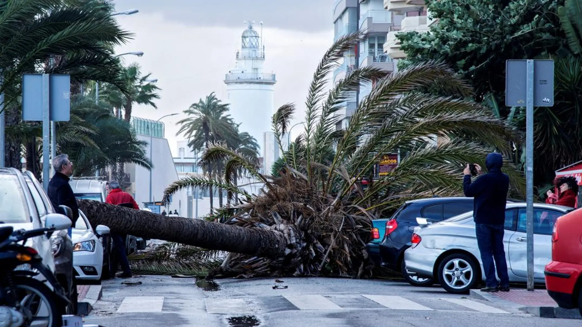 Palmera caída sobre tres vehículos en el Paseo Marítimo Ciudad de Melilla de la ciudad de Málaga/Efe