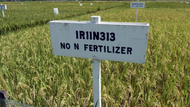 Plantaciones de arroz en el Instituto Internacional de Investigación del Arroz (IRRI), con sede en Filipinas, donde se desarrollan estudios sobre ese alimento básico
