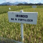 Plantaciones de arroz en el Instituto Internacional de Investigación del Arroz (IRRI), con sede en Filipinas, donde se desarrollan estudios sobre ese alimento básico
