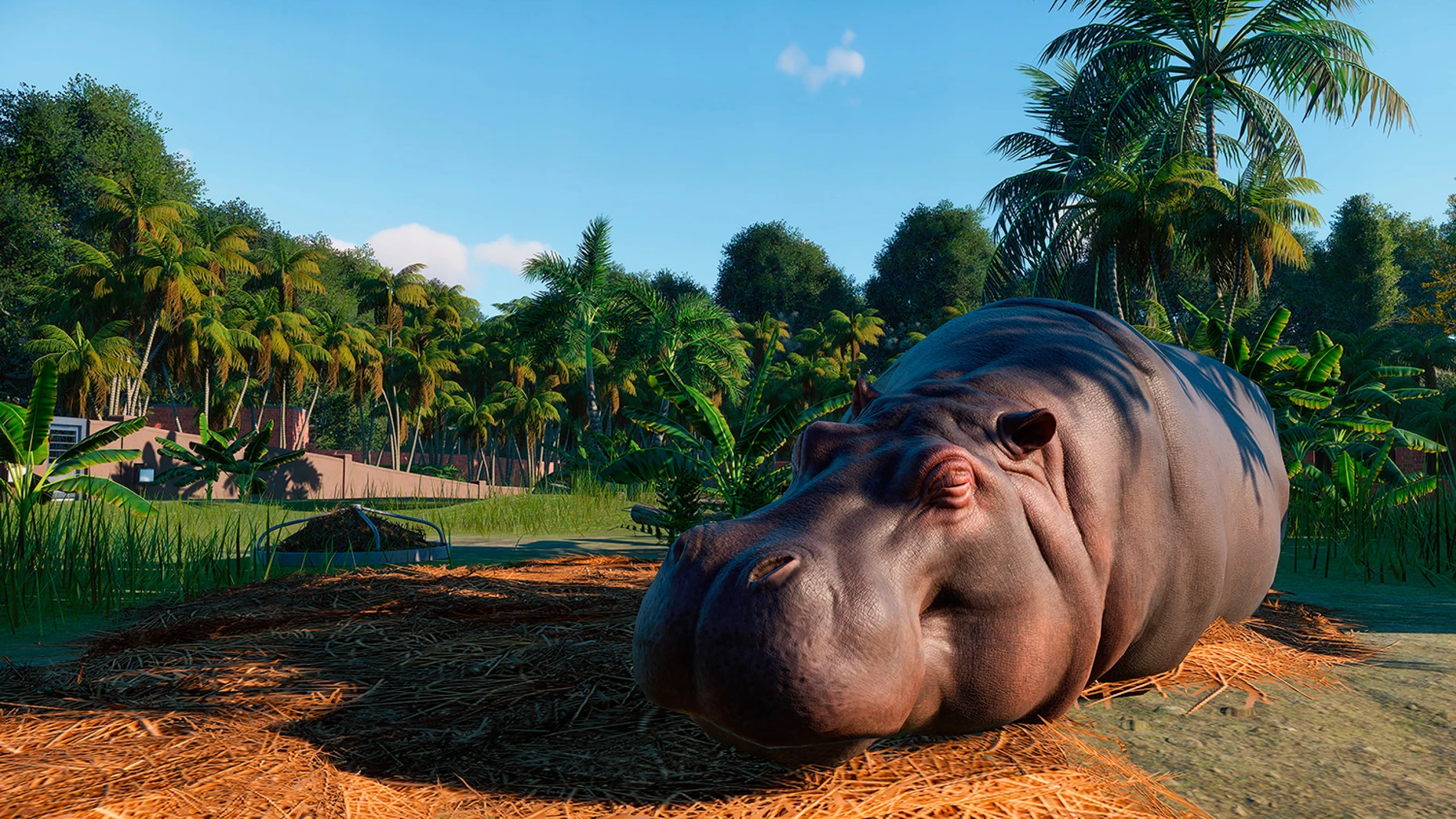 Imagen de un hipopótamo disponible en Planet Zoo
