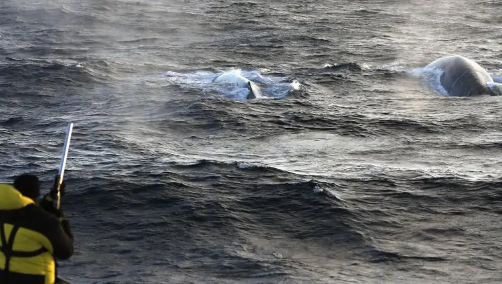 Fotografía facilitada por Australian Antartic Divison de un científico tomando muestras para biopsias de ballena azul, a bordo del barco Amaltal Explorer. Los científicos han conseguido captar hasta 26.545 cantos de ballena azul en la Antártida.