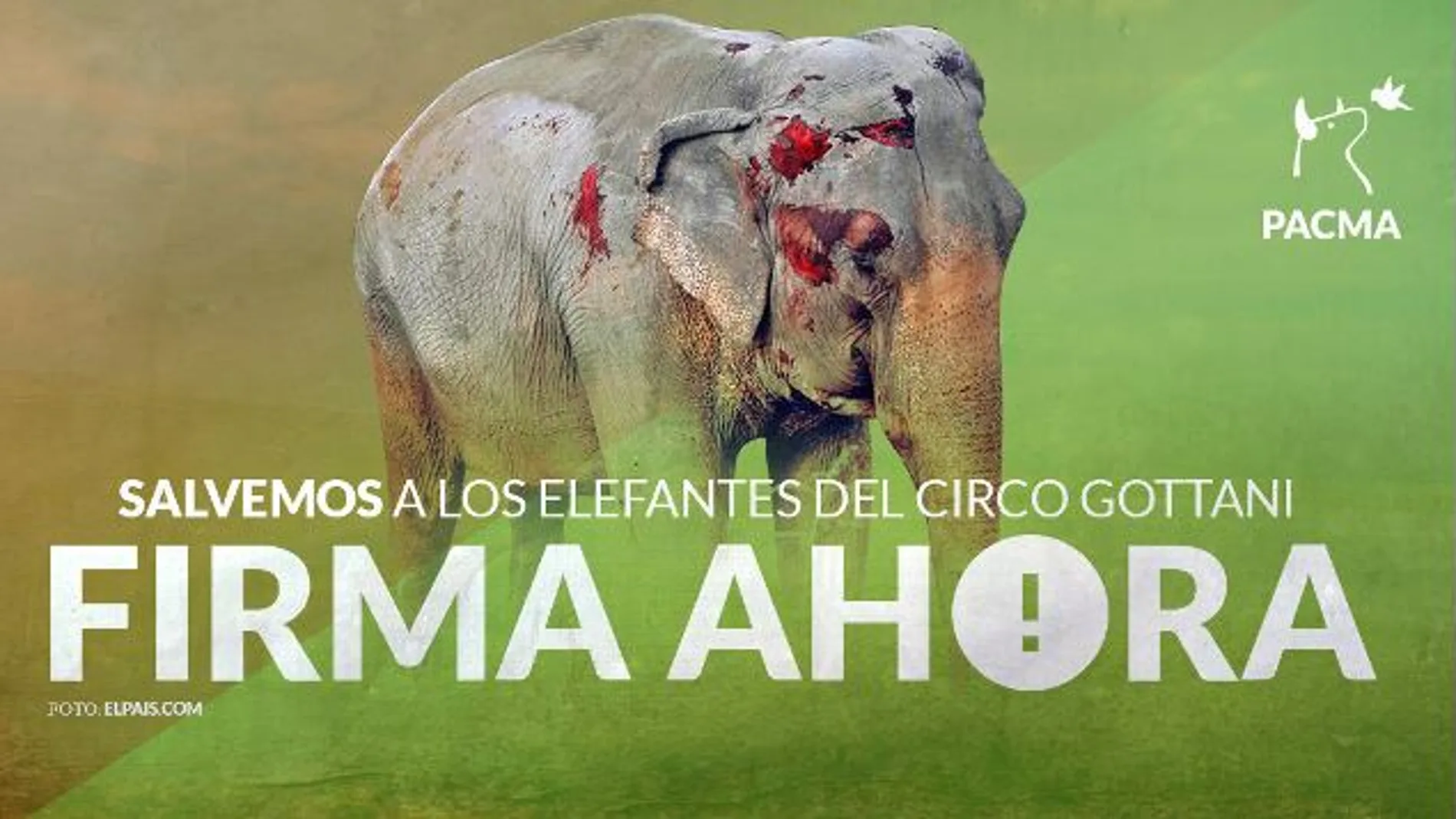 Cartel de la refcogida de firmas para la liberación de los elefantes del Circo Gottani
