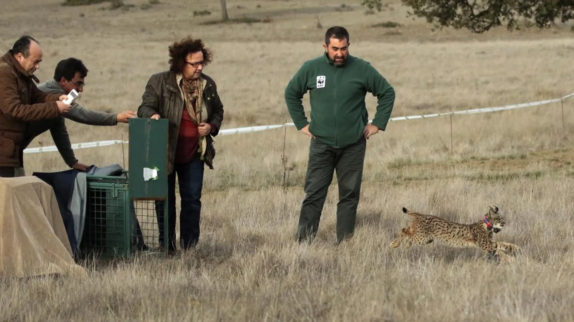 Suelta de un lince ibérico en Ciudad Real, en una imagen de archivo