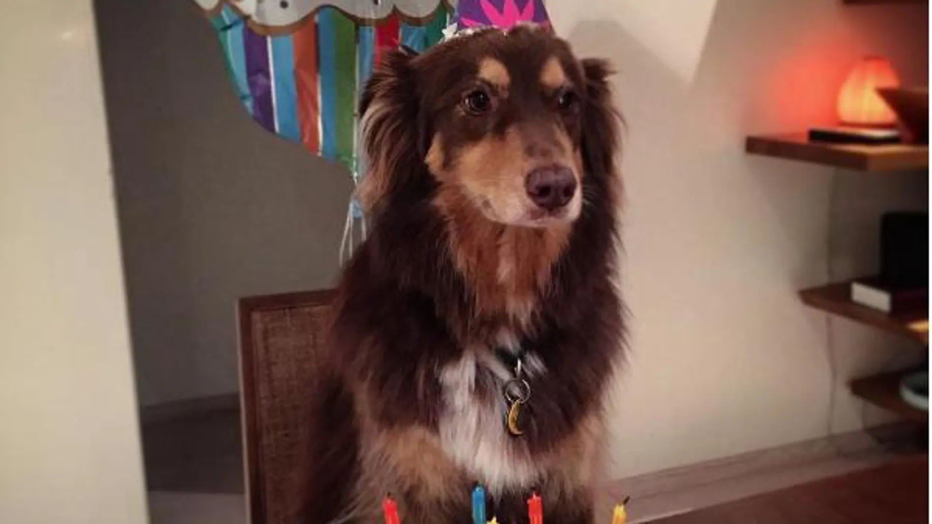 Amanda Seyfried organiza una fiesta de cumpleaños a su perro