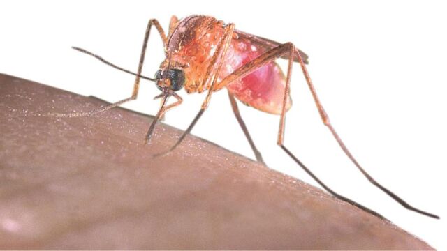 En la imagen, muestra del mosquito Culex