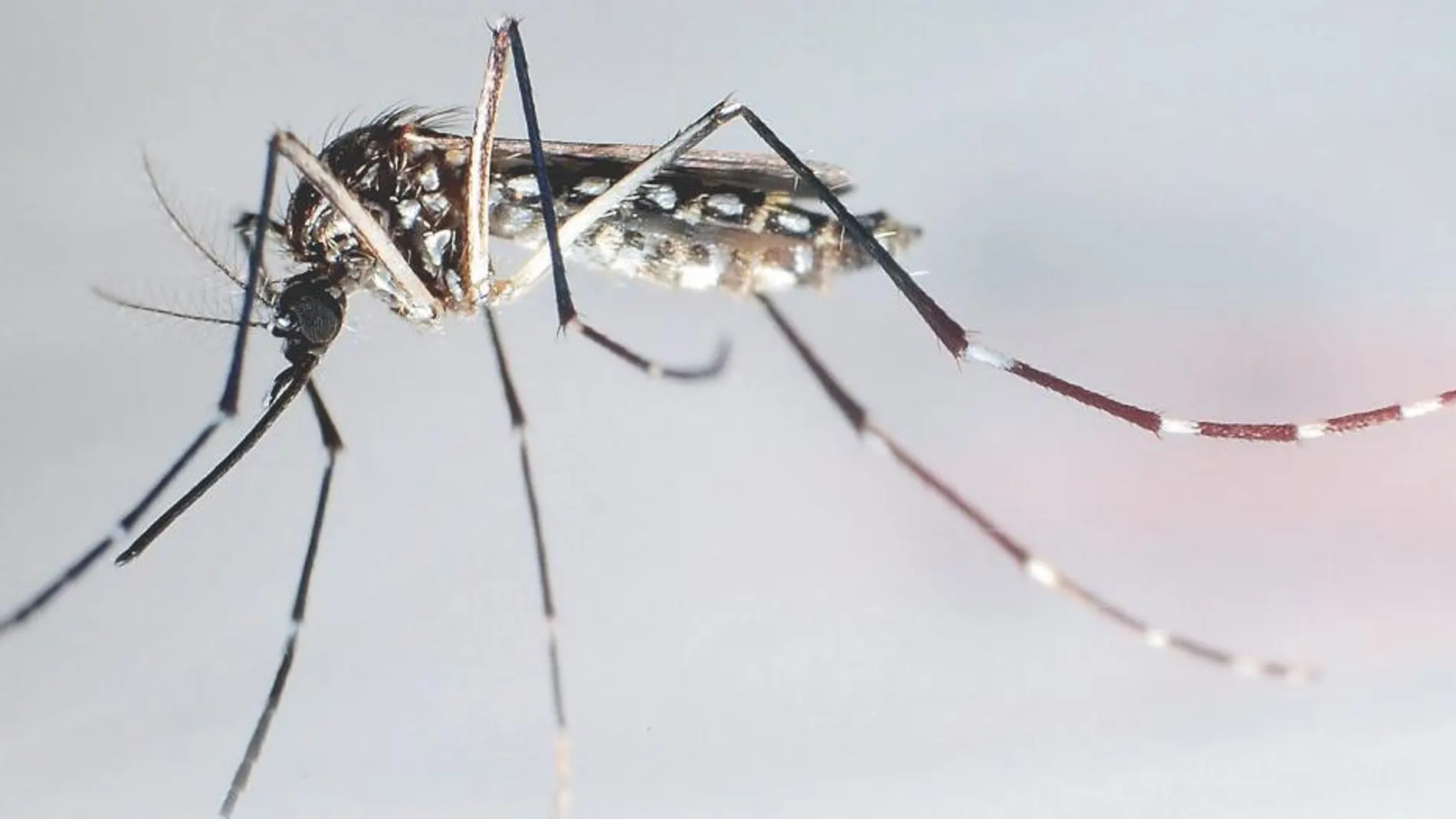 Este año se ha detectado la presencia de este mosquito en Madrid y Extremadura y ya está instalado en 122 municipios de España / Efe