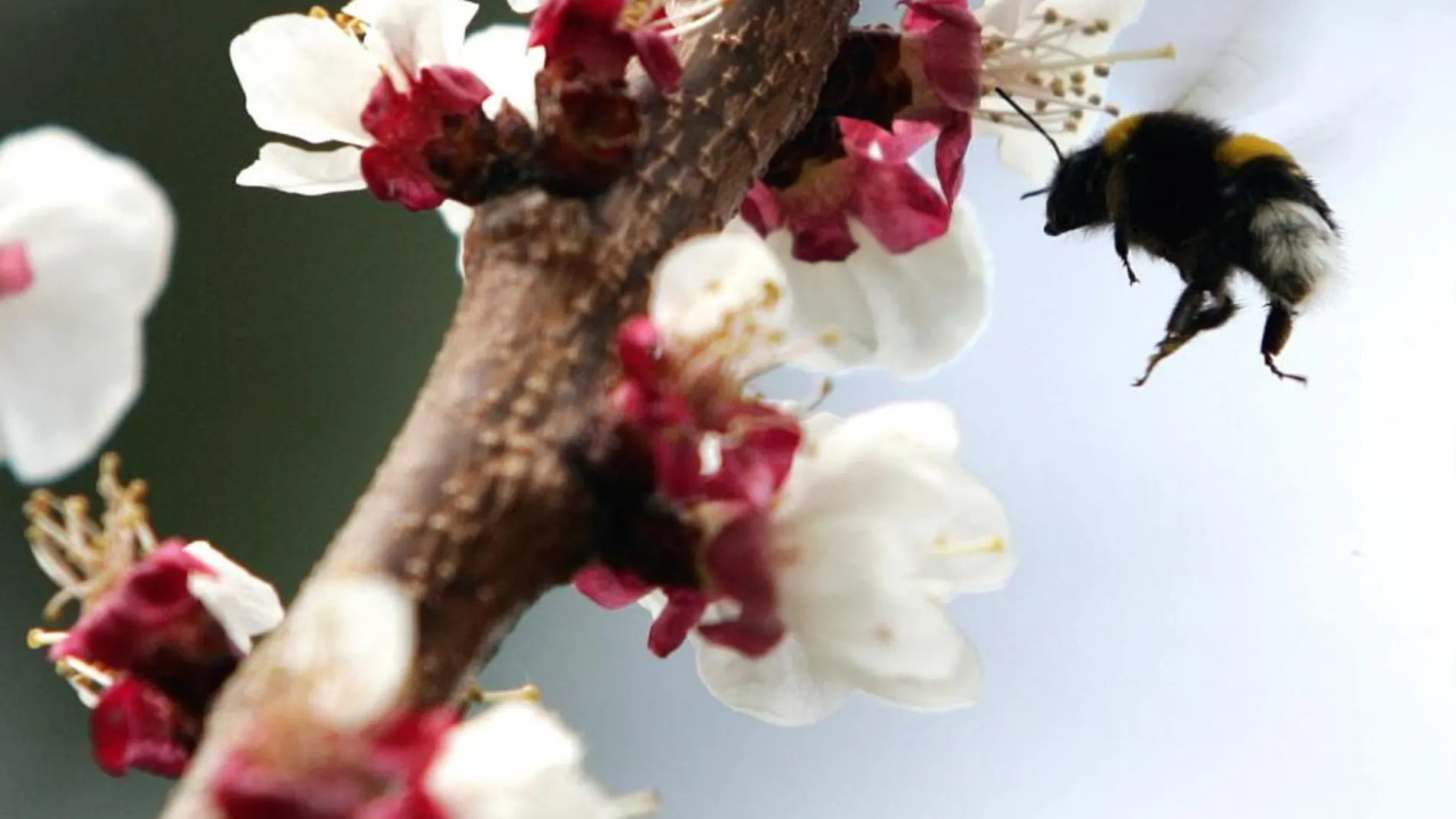 Una abeja revolotea en torno a un albaricoque en flor en la localidad de Boadilla del Monte, en Madrid. Imagen de archivo tomada en el segundo día de la primavera