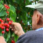 Un hombre comprueba la maduración de las cerezas de la Marca de Garantía del Bierzo / César Sánchez/Ical