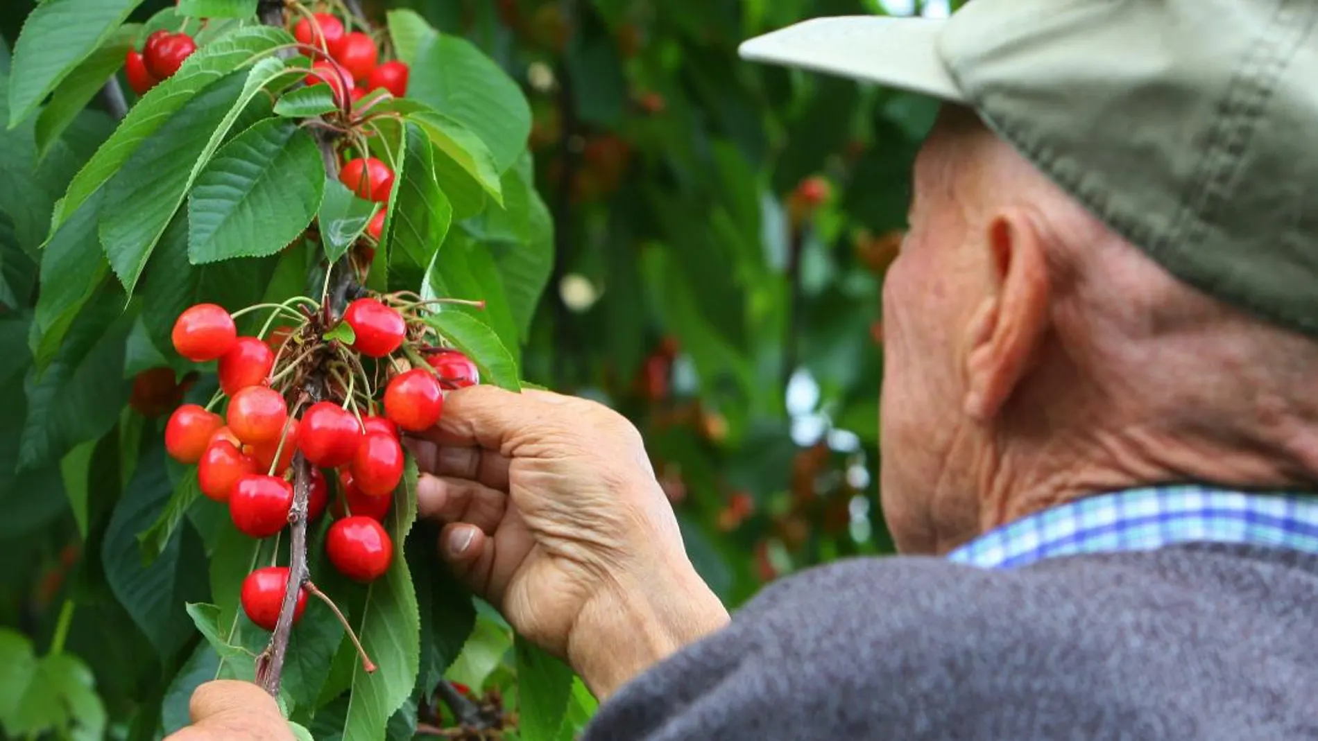 Un hombre comprueba la maduración de las cerezas de la Marca de Garantía del Bierzo / César Sánchez/Ical