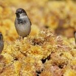Un grupo de gorriones en primavera
