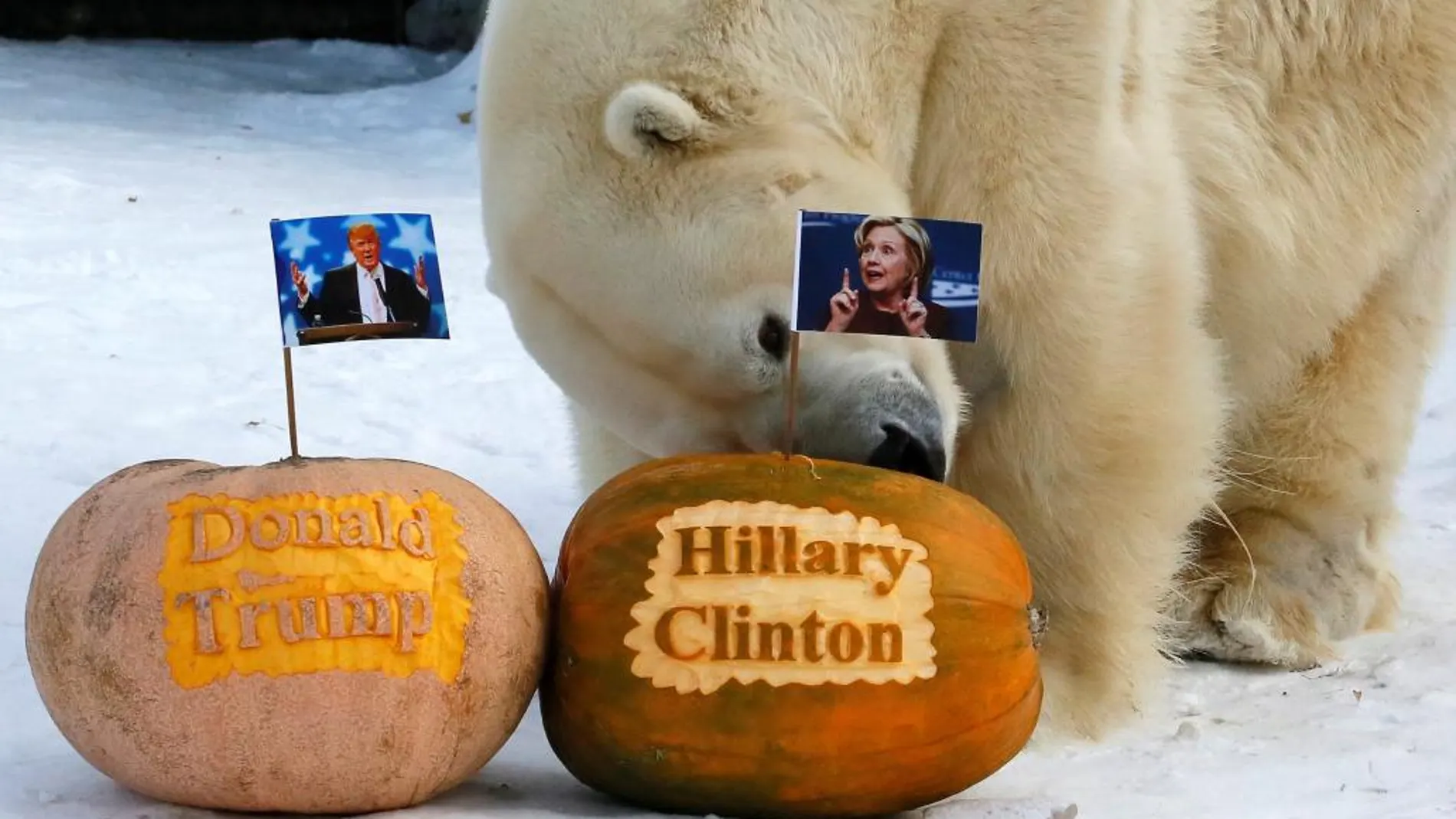 Felix, un oso polar del zoo de Krasnoyarsk, en Siberia, elige la calaba de Hillary Clinto