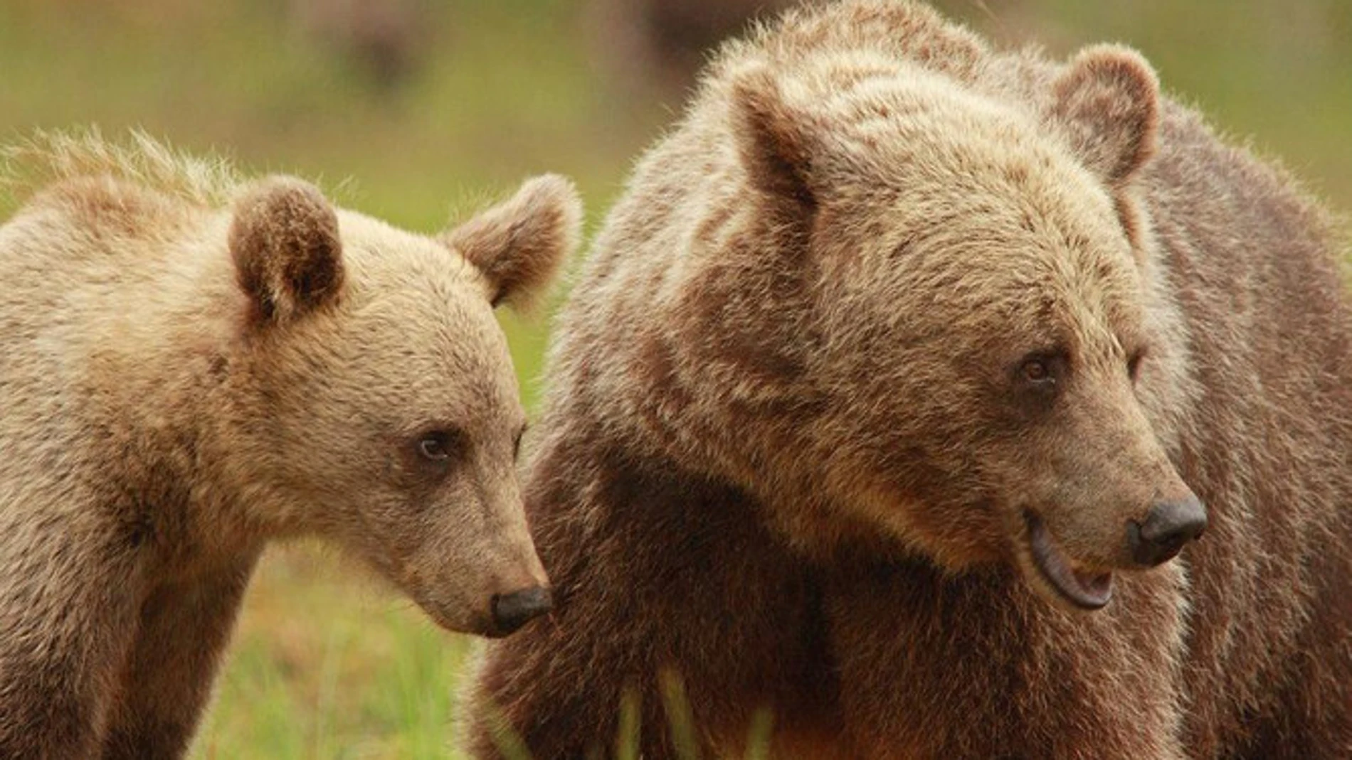 Hembra de oso pardo escandinavo con su cría