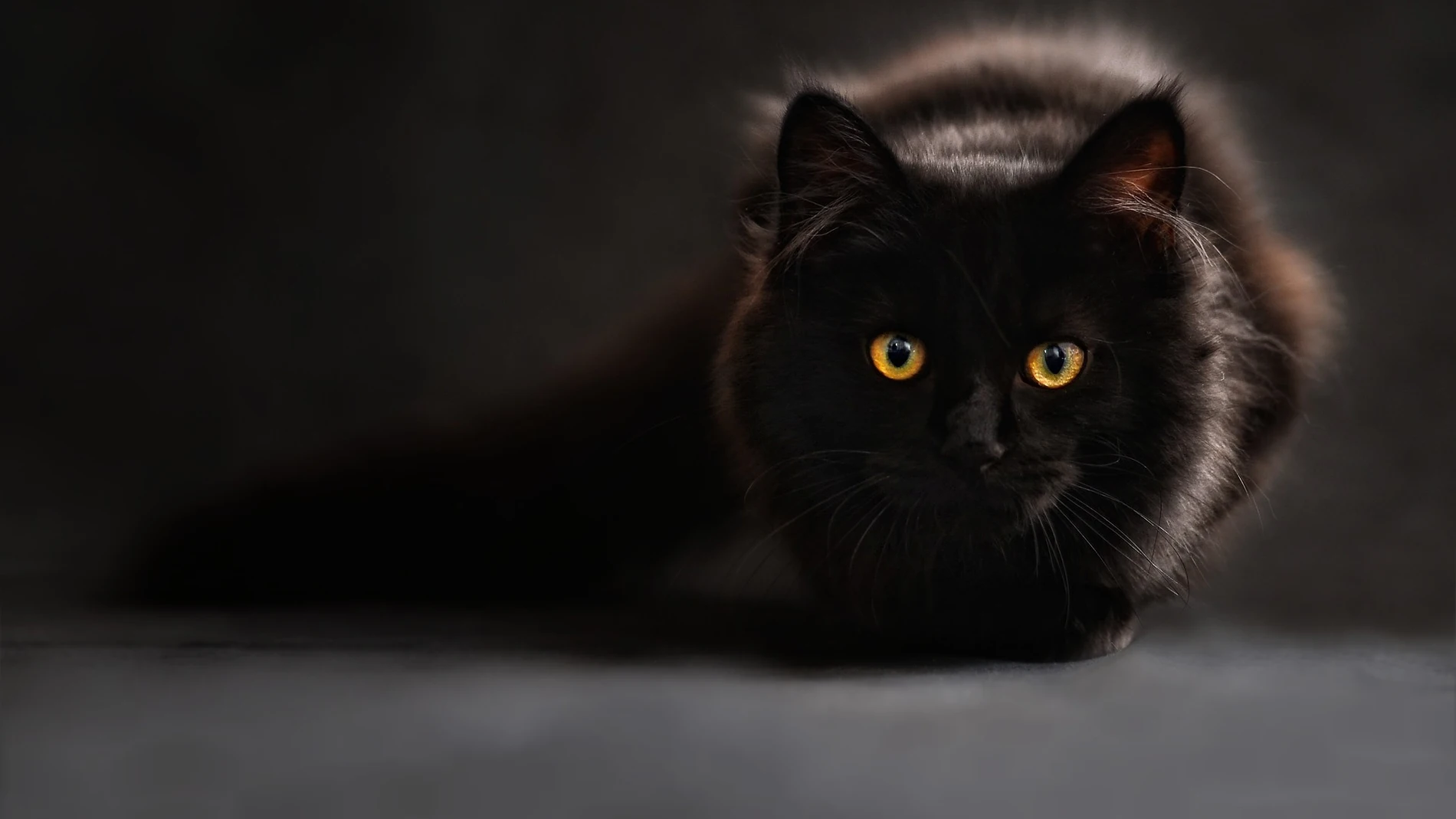 Día internacional del gato