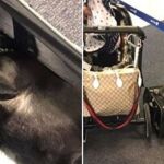 El pobre Bulldog francés no pudo aguantar la respiración durante las cuatro horas del vuelo entre Houston y Nueva York