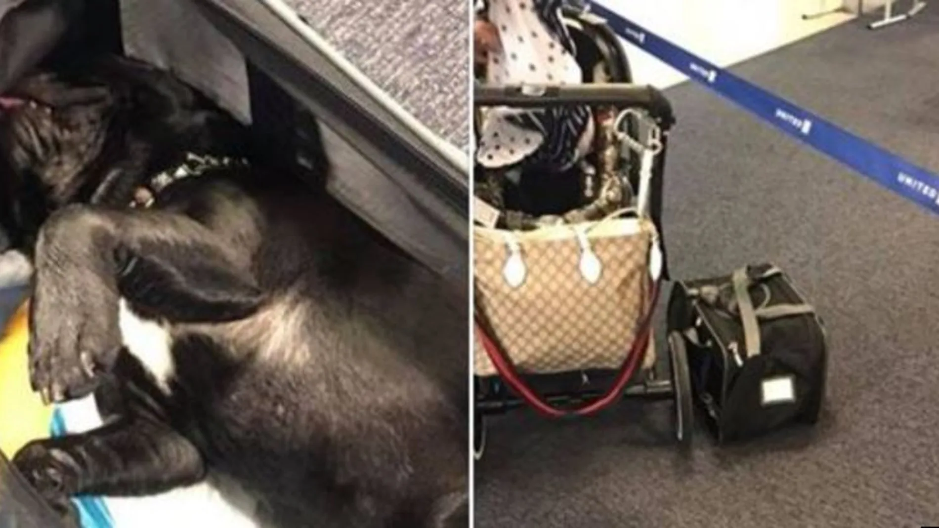 El pobre Bulldog francés no pudo aguantar la respiración durante las cuatro horas del vuelo entre Houston y Nueva York