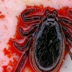 La amenaza de una peligrosa infección dormida