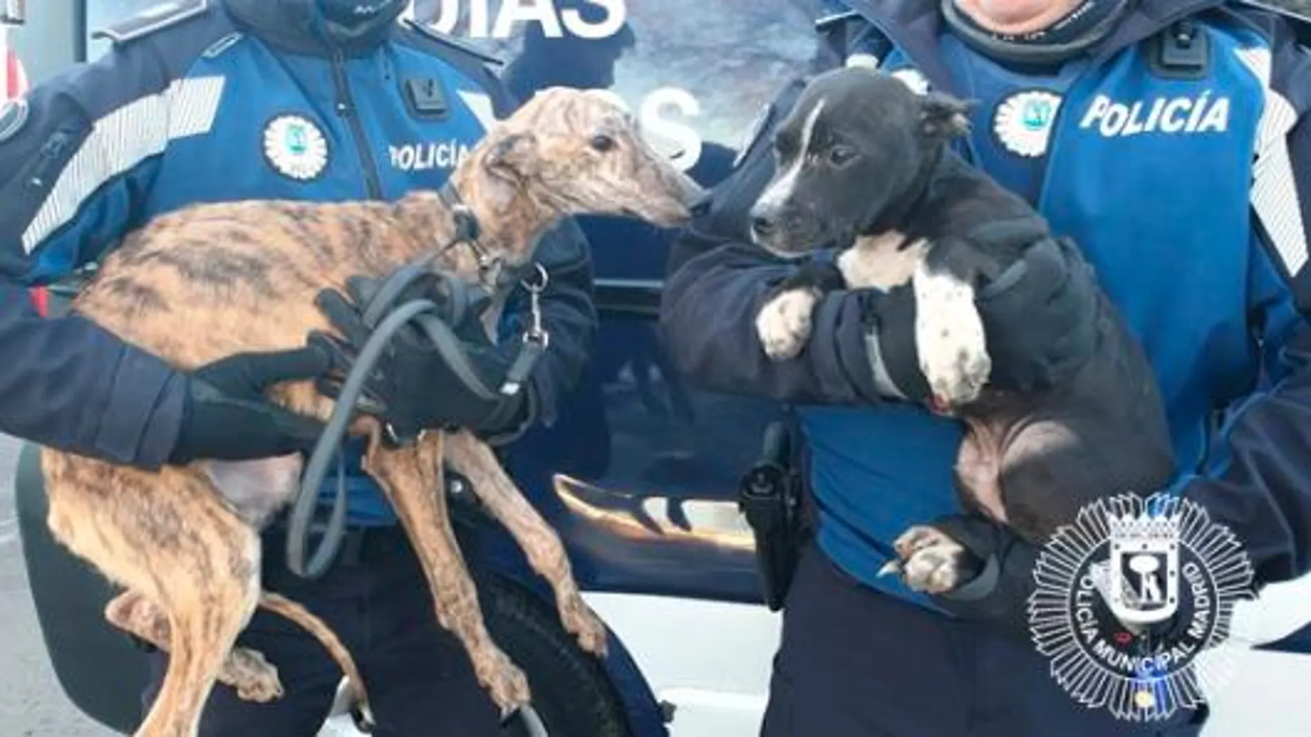 900 animales fueron recogidos en 2018 por la Policía Municipal de Madrid