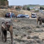 Uno de los elefantes que ha resultado herido tras volcar el camión en el que viajaba hoy en la A-30, a su paso por Pozo Cañada (Albacete). EFE/Manu