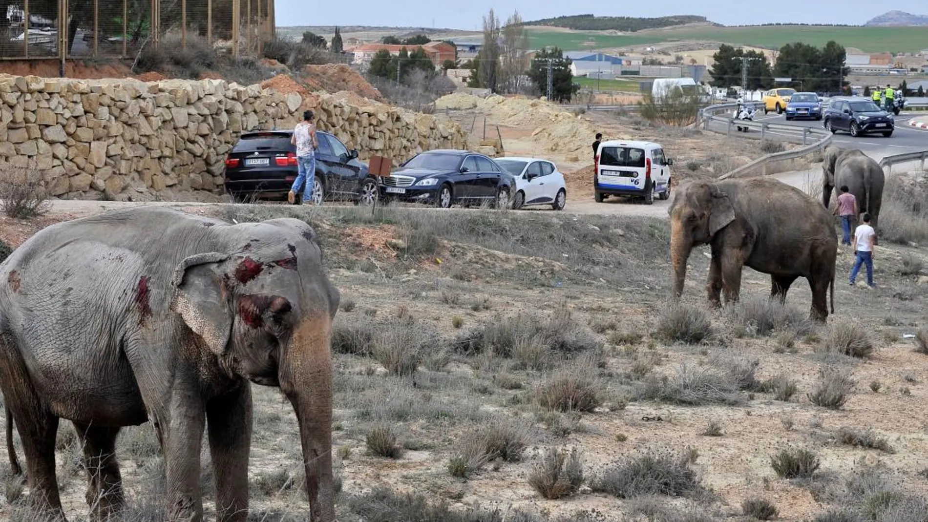Uno de los elefantes que ha resultado herido tras volcar el camión en el que viajaba hoy en la A-30, a su paso por Pozo Cañada (Albacete). EFE/Manu