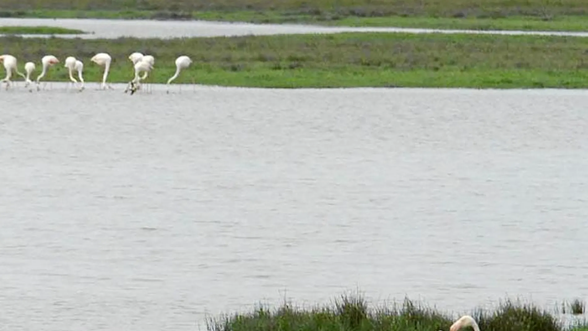 Vista del espacio natural protegido de Doñana