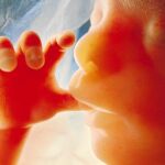 Un feto, durante su vigésima semana de gestación / Lennar Nilsson