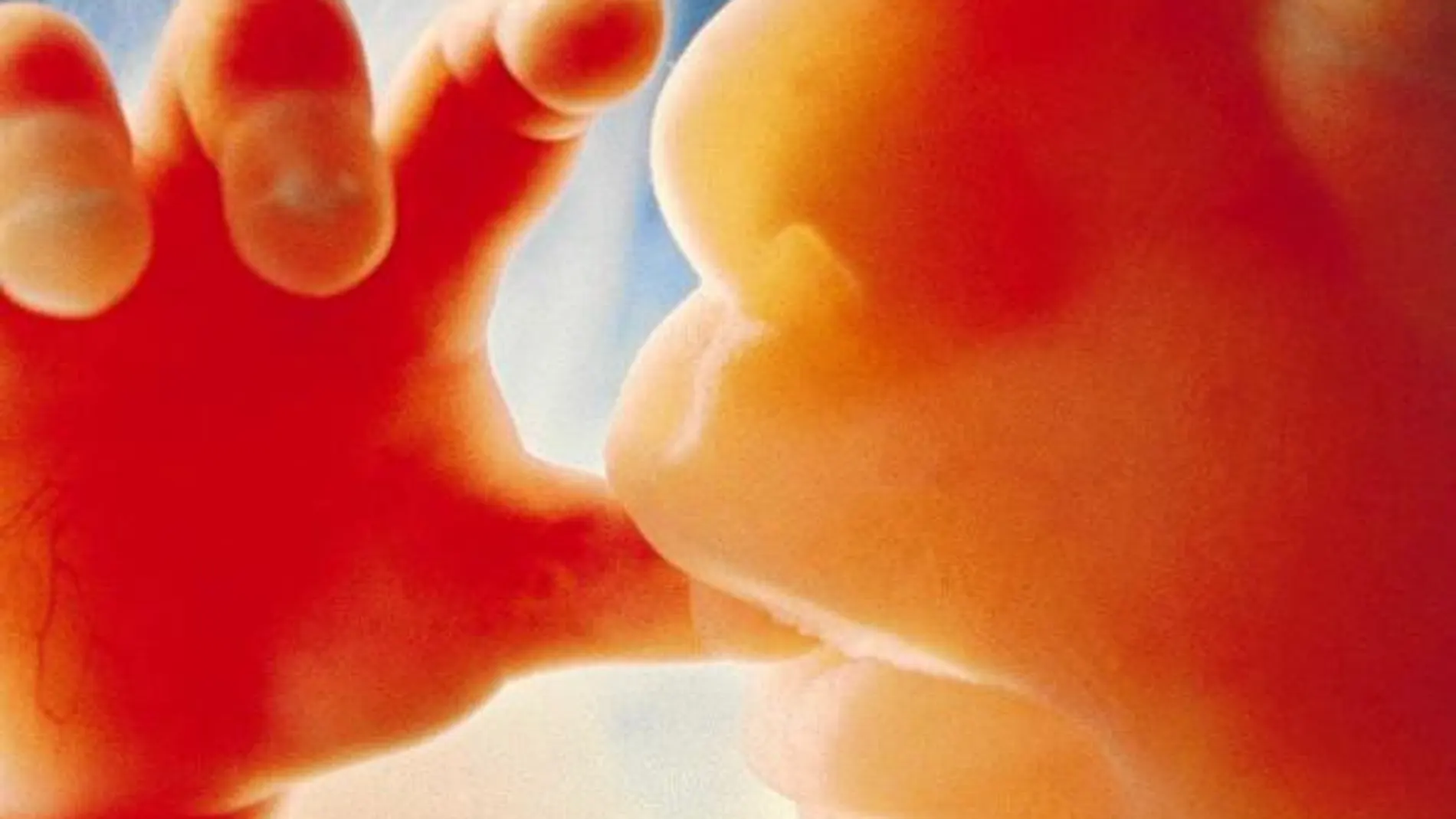 Un feto, durante su vigésima semana de gestación / Lennar Nilsson