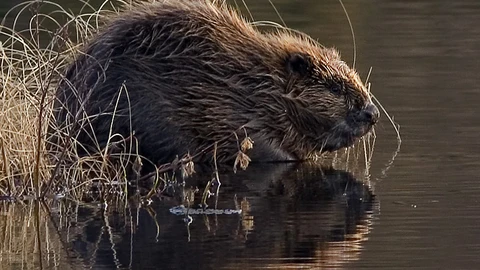 Un ejemplar de castor/Per Harald Olsen-Wikipedia