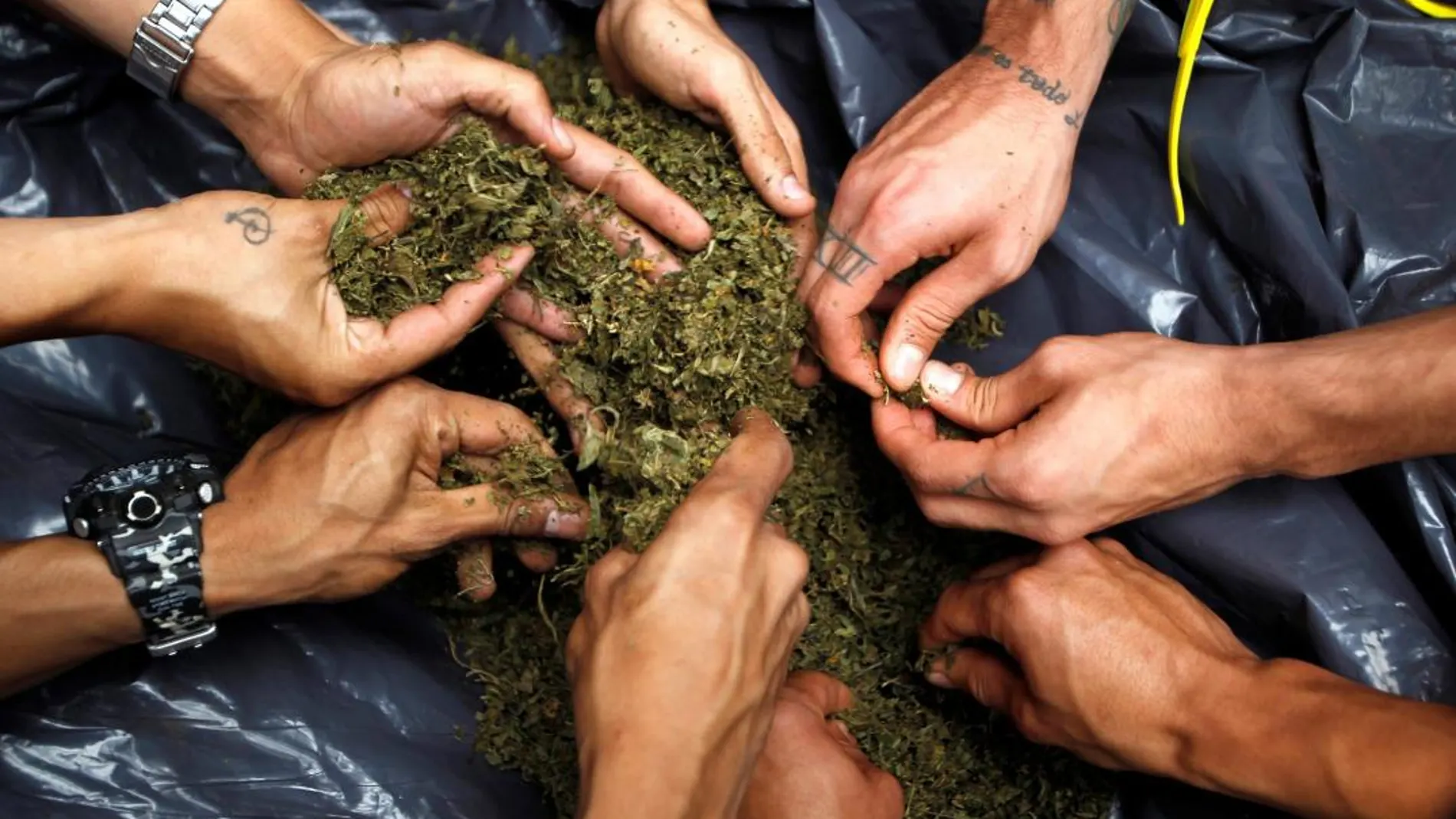 Si se legalizase el consumo de cannabis en España se regularizarían 101.569 puestos de trabajo / Reuters