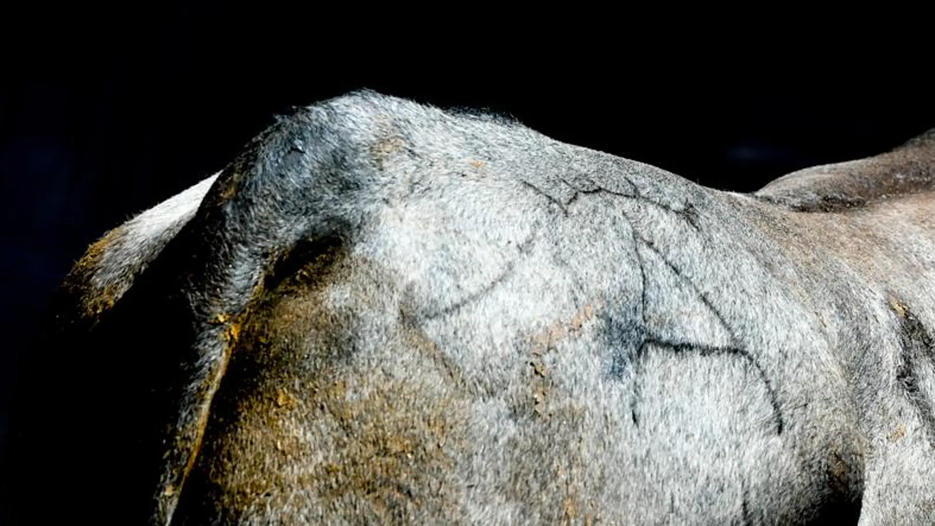 Los toros de Victorino Martín volverán a estar presentes el Domingo de Ramos en Madrid