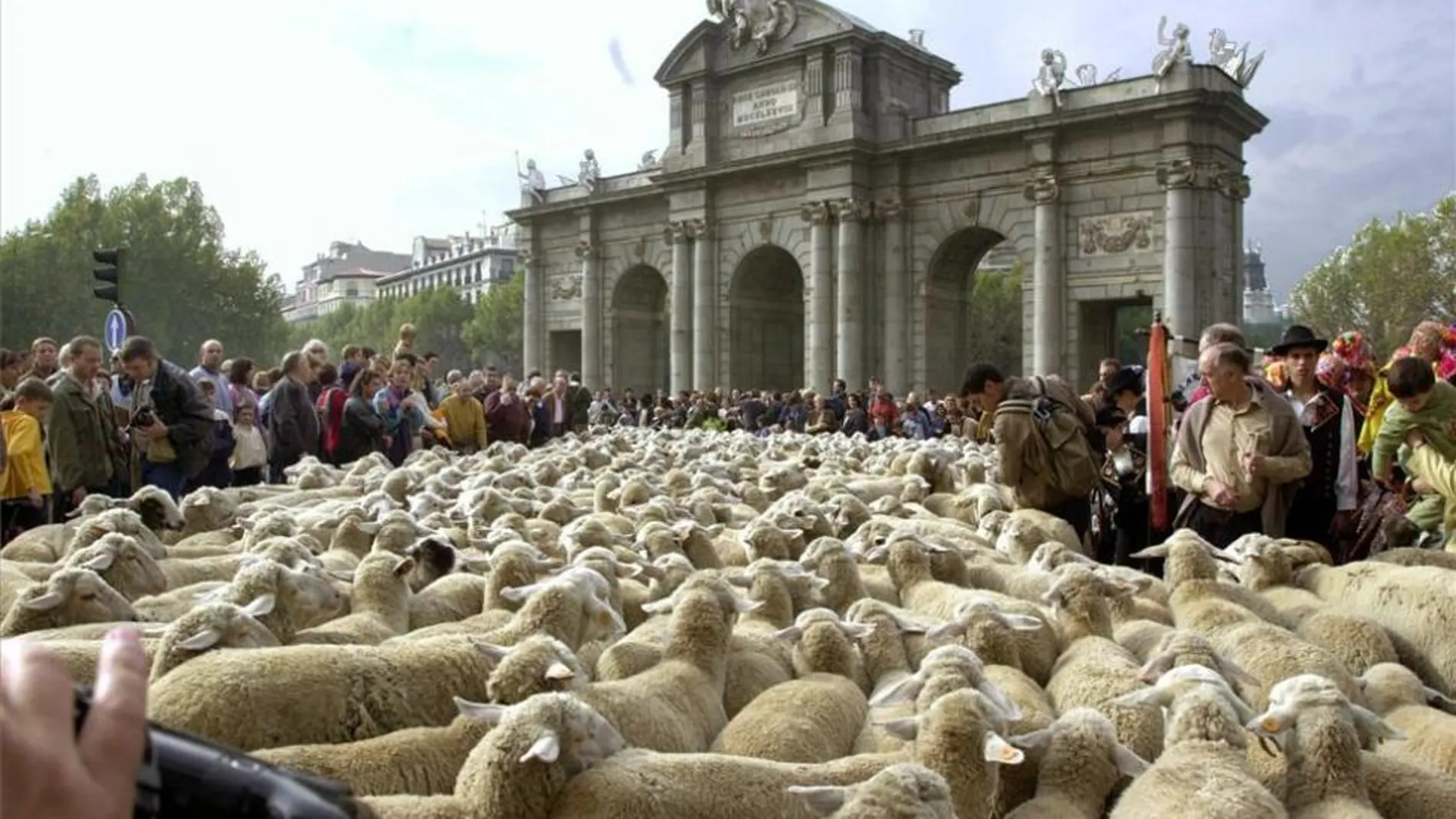 El domingo Madrid volverá a llenarse de ovejas