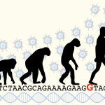 La sustitución de una sola letra en el ADN alumbró la inteligencia superior